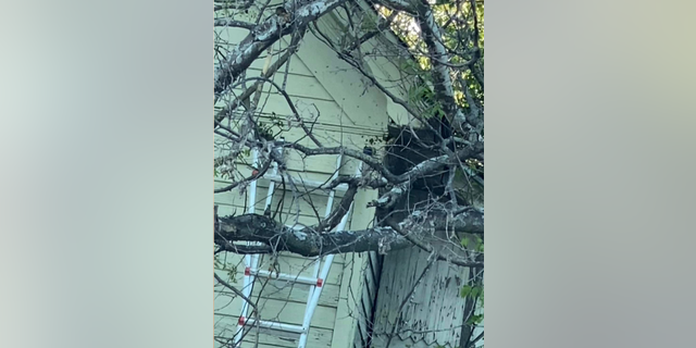 The bees damaged the exterior of the Grandview, Texas, home.