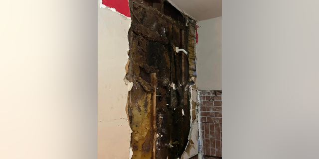 Pictures show the inside of the wall covered in dozens of honeycombs.