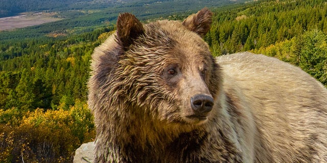 A grizzly bear is shown foraging in Glacier National Park in Montana. While hibernating bears can’t help us escape long plane flights or unforgiving winters — they may help us prevent blood clots, according to a new study that looked at the blood samples of both hibernating bears and active bears.