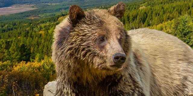 A grizzly bear forages in Glacier National Park in Montana.  While hibernating bears may not help us avoid long plane rides or unforgiving winters, they can help us prevent blood clots, according to a new study that looked at blood samples from both hibernating and active bears.