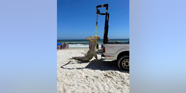 Hammerhead shark hoisted on truck