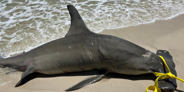 Body of hammerhead shark on beach