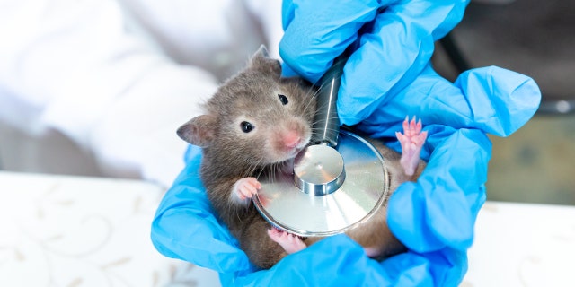 The study focused on Syrian hamsters, finding that the nasal vaccine provided significant protection against the virus. The researchers look forward to moving into clinical trials with humans.