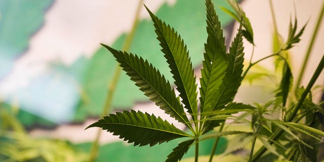 The leaves of a growing cannabis plant are seen at the Cannabis Museum in Berlin, Germany, on April 12, 2023. The German government presented scaled-back plans to liberalize the country's rules on cannabis.