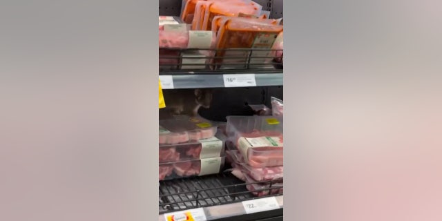 Spotting the creature from "a distance away," the woman initially believed she'd seen a rat. But on closer inspection, she said she was "shocked" to find a wild possum crawling over packages of meat. 