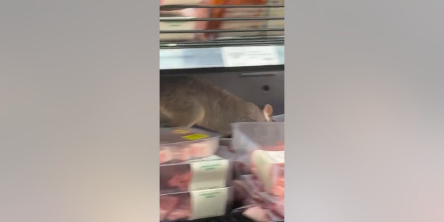 The possum is seen walking along the meat offerings at a supermarket in Mitcham, Melbourne. Grace Carratelli, 23, posted the video on TikTok, which was filmed by her sister, 29, on April 11 of this year.