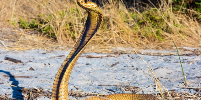 The Cape cobra, pictured, is one of the deadliest snakes in South Africa.