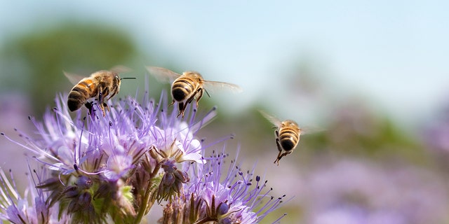 Honeybees perform the "waggle dance" to communicate with other foragers.