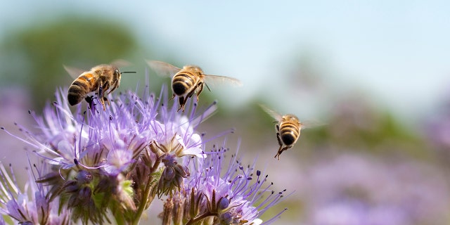 Honeybees perform the "waggle dance" to communicate with other foragers.