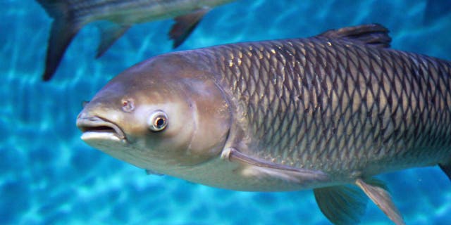 Bighead carp (also known as Hypophthalmichthys nobilis) are a freshwater fish species that are naturally found in bodies of water in China.