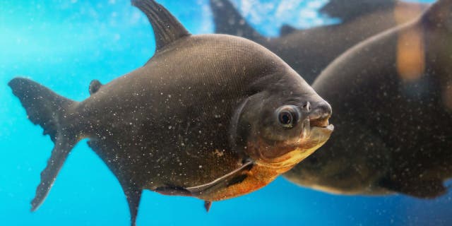 Pacu (also known as Colossoma macropomum) are an omnivorous South American fish that have human-like teeth. The fish is often stocked in aquariums.