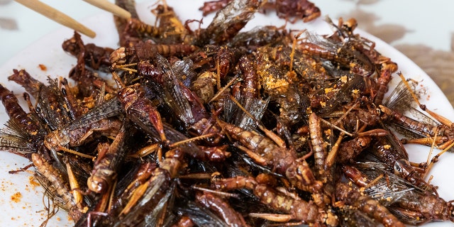 CBS segment highlights how adding bugs to the food system 'could be a game-changer' to fight climate change 3 Piles of fried insects