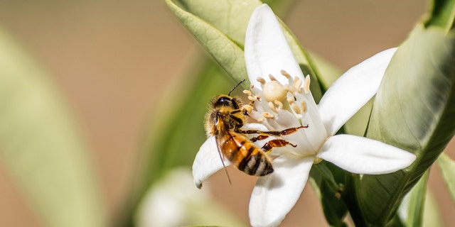 Honey bee is shown pollinating an orange tree flower in California.
