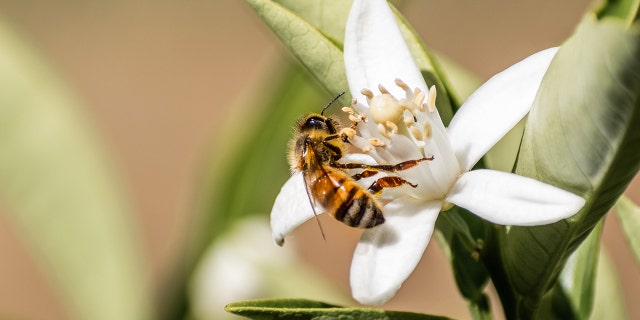 Honey bee is shown pollinating an orange tree flower in California.