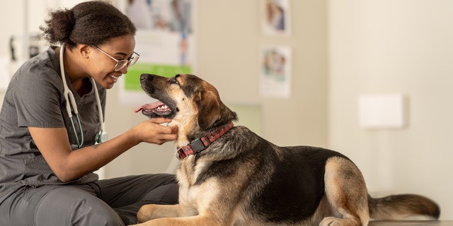 large dog at vet