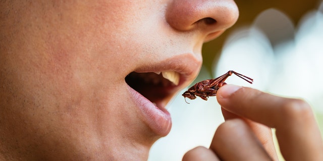 CBS segment highlights how adding bugs to the food system 'could be a game-changer' to fight climate change 2 eating a cricket