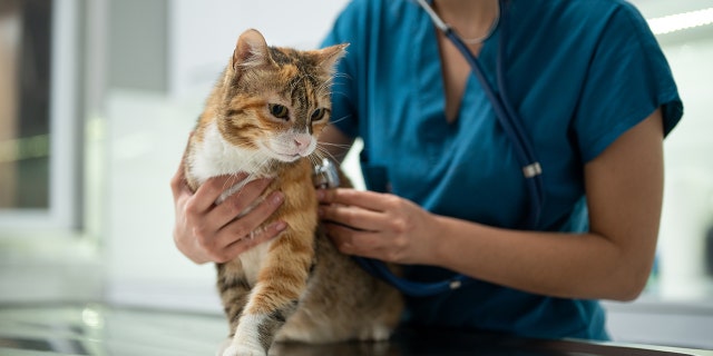 cat at vet