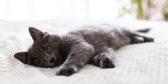 TikTok user Michel Van Der Weide's pet cat Shady (not pictured) seems to like to climb onto her owner's bed for a nighttime cuddle, according to a viral bad-facing security camera.