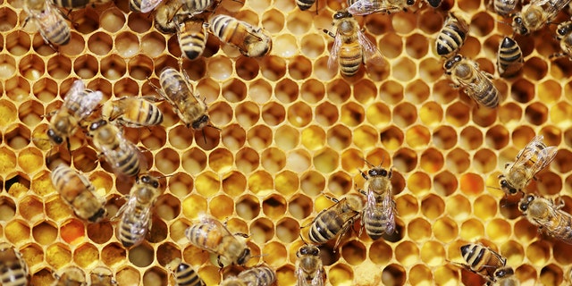 The journal Science studied 10 honeybee colonies in Kunming, China.