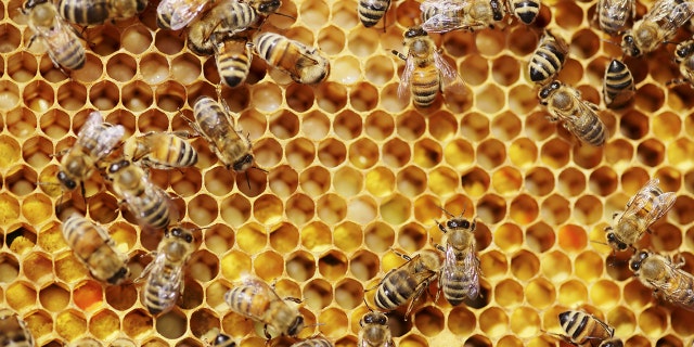 The journal Science studied 10 honeybee colonies in Kunming, China.