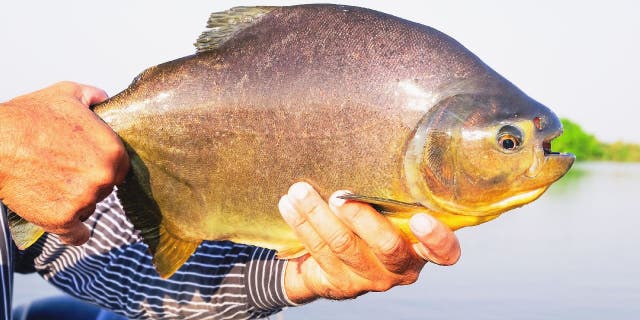 Pacu fish are caught for sport and as a source of food in South America, the continent the fish are native to.