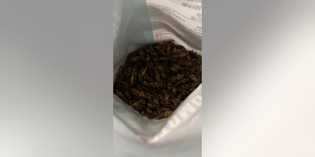 bag of crickets as food