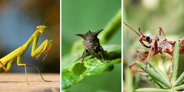 odd insects split