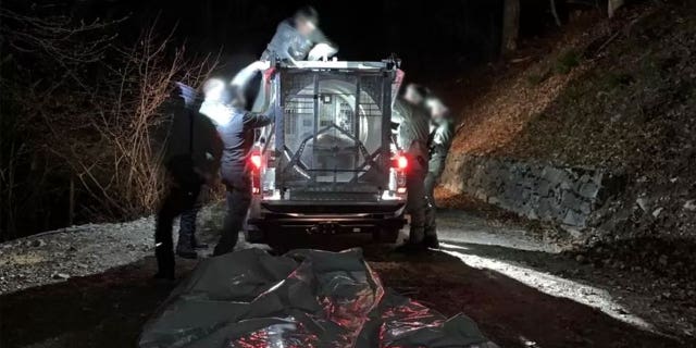 Oso asesino capturado en Italia, las autoridades determinarán su destino 4 JJ4, un oso pardo corredor mecedor en Italia, fue atrapado en una trampa para osos por el Servicio Forestal de Trentino.