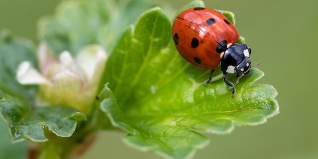 lady bug with seven spots