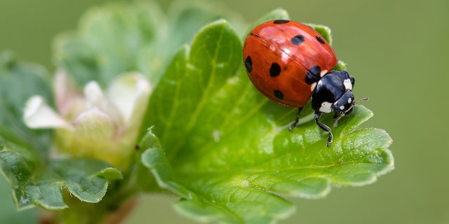 lady bug with seven spots