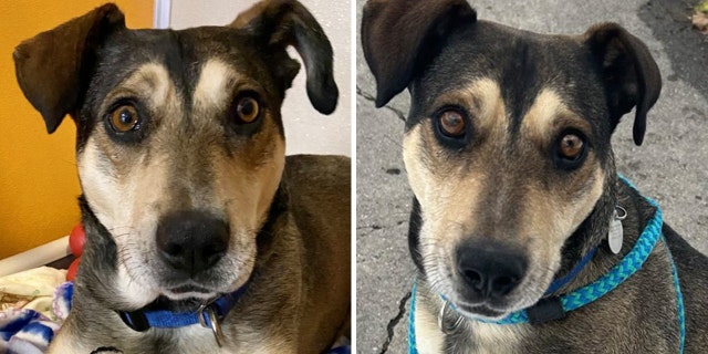 Adoptable pet