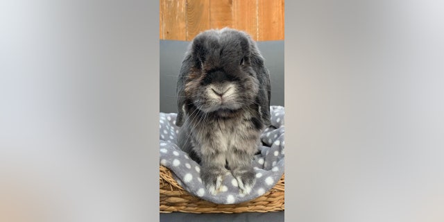 This is Reuben, one of the pet bunnies that Paige Hadlow is currently caring for at Clement Rabbit Rescue in North Wales. "I'm totally consumed by it," she told SWNS about her work.