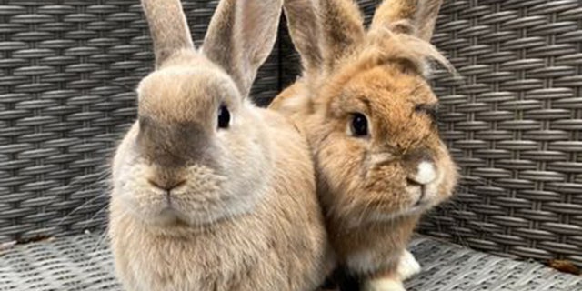 An animal lover ditched her day job to save over 200 bunnies. Paige Hadlow, 26, is celebrating her four-year anniversary of giving rabbits ''a second chance'' at her rescue center this Easter, in Wrexham, North Wales, where she currently lives with 24 rabbits.
