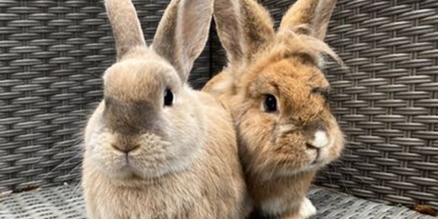 An animal lover ditched her day job to save over 200 bunnies. Paige Hadlow, 26, is celebrating her four-year anniversary of giving rabbits ''a second chance'' at her rescue center this Easter, in Wrexham, North Wales, where she currently lives with 24 rabbits.