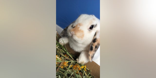 After working at a pet shop, one woman gave it all up in January 2019 to open her own charity, Clement Rabbit Rescue, in Wrexham, North Wales. This is one of the bunnies in her care.