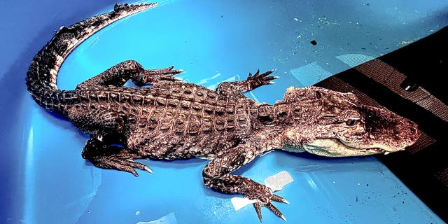 NYC alligator