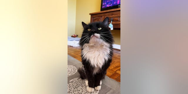 cat tuxedo cute