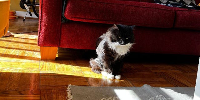 Oyster the tuxedo kitty