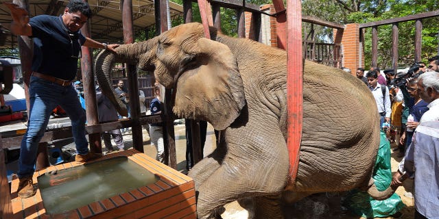 Dokter hewan dari kelompok kesejahteraan hewan global, Four Paws, membantu mengangkat seekor gajah bernama Noor Jehan untuk pemeriksaan kesehatannya di Kebun Binatang Karachi, di Karachi, Pakistan, pada 5 April 2023.