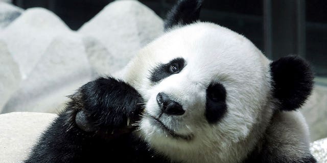 Panda Lin Hui eating bamboo 