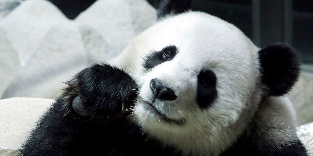 Un panda tailandés prestado por China muere repentinamente y en misteriosas circunstancias en el zoológico 4 Lin Hui, una panda hembra prestada por 10 años desde China, se ve comiendo bambú en el zoológico de Chiang Mai en Tailandia, el 23 de septiembre de 2005. Lin Hui murió el 19 de abril de 2023, seis meses antes de su fecha de parto. De vuelta a casa en China.