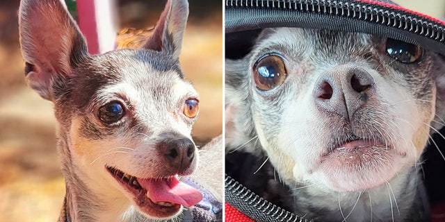 Platinum is a 14-year-old Chihuahua in San Francisco, California, who is looking for a new home. 