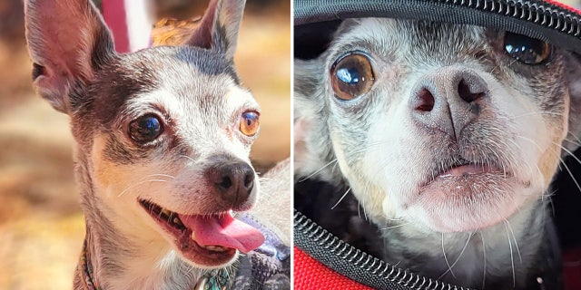 Platinum is a 14-year-old Chihuahua in San Francisco, California, who is looking for a new home.