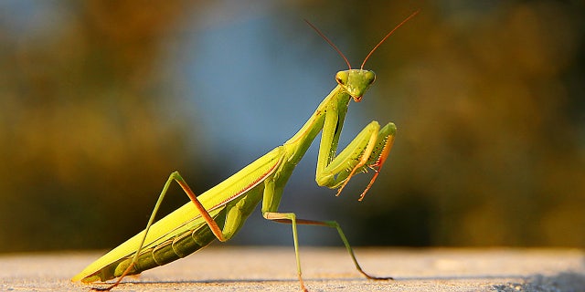 praying mantis