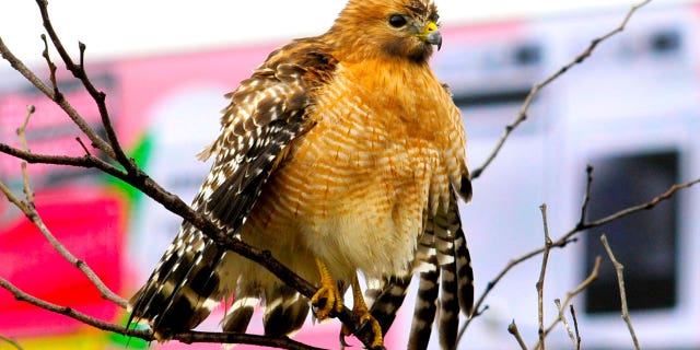 The red-shouldered hawk is one of two avian species displaced by the New Jersey Division of Fish and Wildlife's unwitting habitat destruction in Gloucester County.