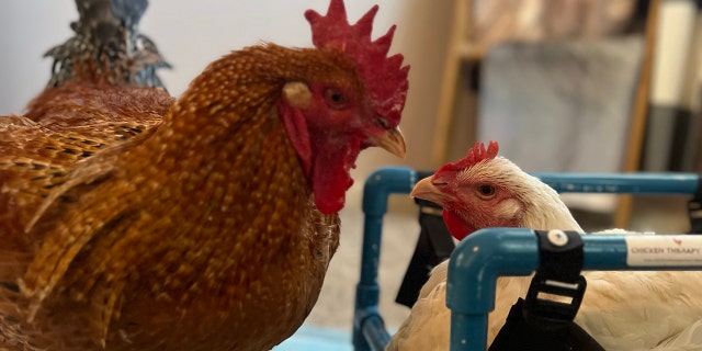 Meet the rescue rooster and one-legged chicken who are apparently devoted to one another. They give each other treats — and the rooster dances for the hen in the house where they live with their owners.