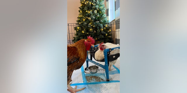 Shrimp, a rescue rooster, and Basil, a one-legged chicken, were adopted by Amanda Clark, 33, two years ago.