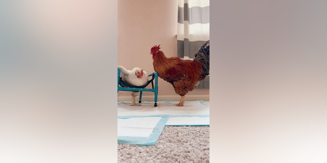 Shrimp and Basil enjoy spending time together. The two are considered permanent pets at this point, their owner said.