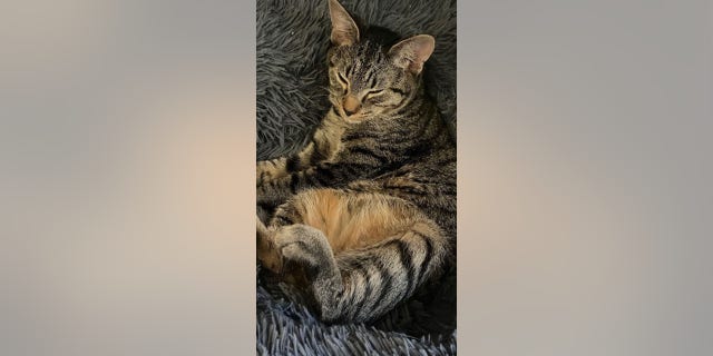 Saturn (shown here) loves to cuddle with his foster mom and with Glenda, his best friend.