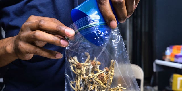 A vendor bags psilocybin mushrooms at a cannabis marketplace on May 24, 2019, in Los Angeles. Oregon's pioneering experiment with legalized magic mushrooms has received its state licenses. Anticipation has been building for residents who have been wanting to take the psilocybin mushrooms.